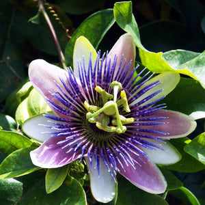 Passiflora L.-Passion flower seeds-Italy