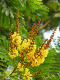 Peltophorum pterocarpum (Yellow-flamboyant)