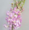 Baby orchid - Orchidaceae (  الأوركيد )