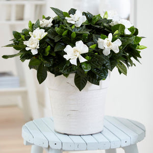Gardenia jasminoides (Gardenia, Cape jasmine)- Indoorplant