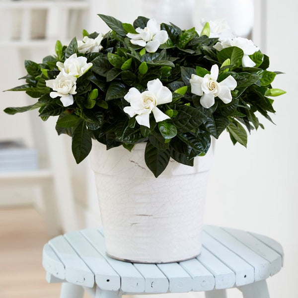 Gardenia jasminoides (Gardenia, Cape jasmine)- Indoorplant