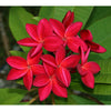 Plumeria acutifolia (alba, frangipani, red paucipan, red-jasmine)