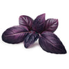 Ocimum basilicum-purple basil seeds-Italy