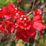 Bougainvillea glabra (paper flower)- climber