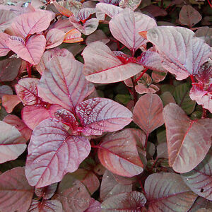 Amaranthus tricolour (red-root amaranth) Summer annuals