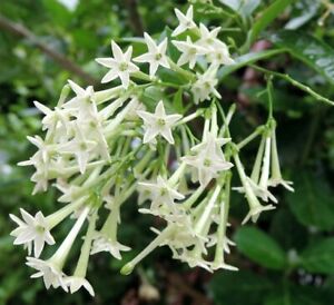 Cestrum nocturnum (Night-blooming jessamine)