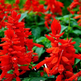 Salvia coccinea-Scarlet sage flower seeds-Italy