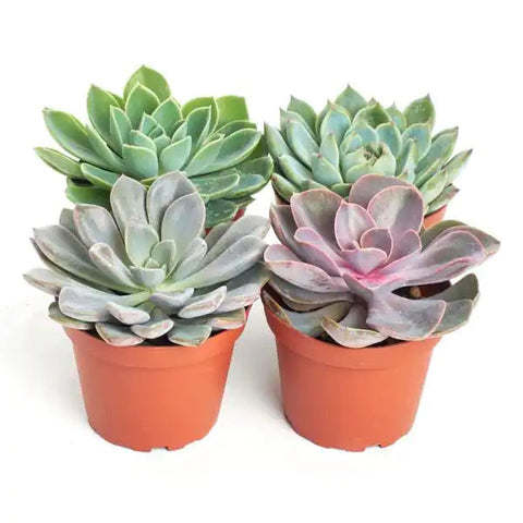 Echeveria succulents