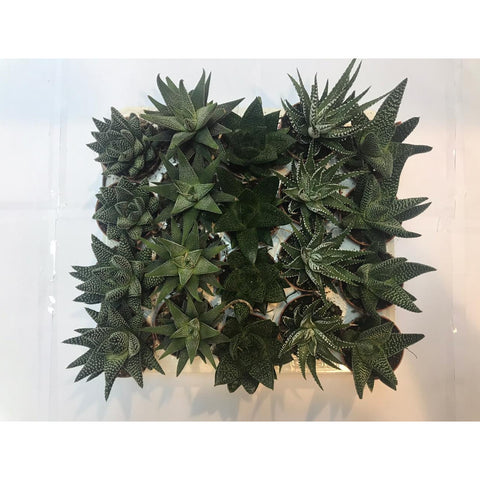  31-35 نباتات صبارية وعصارية وشوكية 
