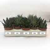 Mini Cactus Species (C31-C35)