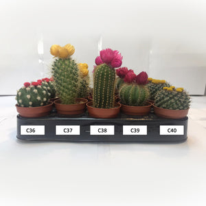 Mini Cactus Species (C36-C40)