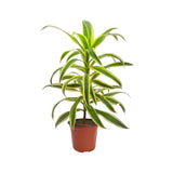 Dracaena reflexa variegata (Song Of India)