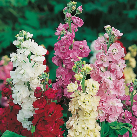 Matthiola incana-Stock flower feeds-Italy