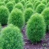 Bassia scoparia (burningbush)-Summer Cypress Seeds-Italy