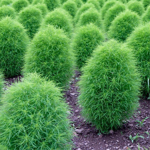 Bassia scoparia (burningbush)-Summer Cypress Seeds-Italy