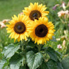 Helianthus-Sunflower Seeds-Italy
