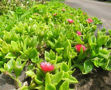 Aptenia cordifolia " baby sun rose" (heartleaf iceplant)