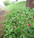 Aptenia cordifolia " baby sun rose" (heartleaf iceplant)