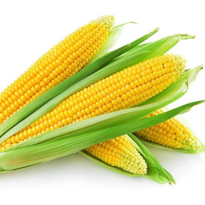 Zea mays convar-sweet corn seeds-Italy