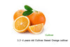 البرتقال الحلو - برتقال العصير 