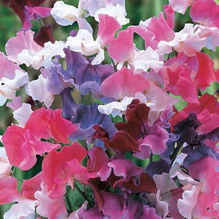 Lathyrus odoratus-Sweet Pea Flower Seeds-Italy