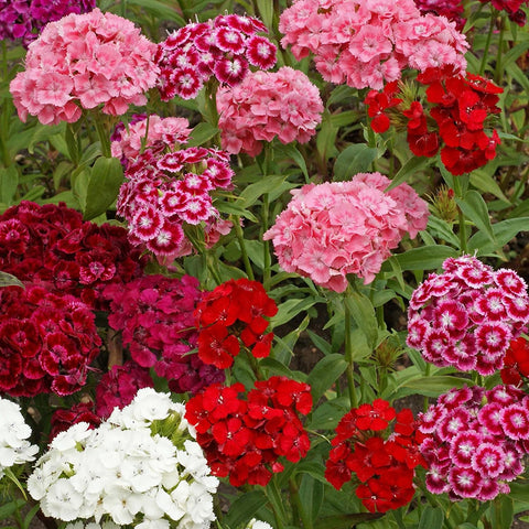 Dianthus barbatus-Sweet William flower seeds-Italy