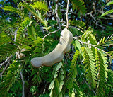 Tamarindus indica (Tamarind tree)