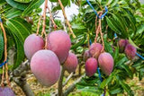 Mangifera indica "Tommy"-Miami,USA