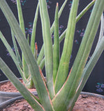 Sansevieria cylindrical (Elepbant's Toothpick)