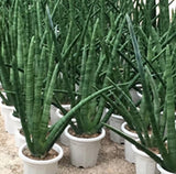 Sansevieria cylindrical (Elepbant's Toothpick)