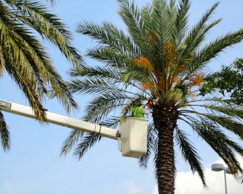 Date Palm Maintenance one palm tree