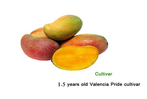 Mangifera indica "Valencia Pride"- Florida,USA