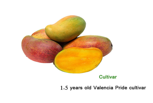 Mangifera indica "Valencia Pride"- Florida,USA