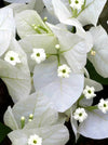 Bougainvillea glabra (paper flower)- climber