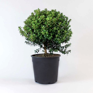 Myrtus communis (the common myrtle)