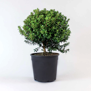Myrtus communis (the common myrtle)