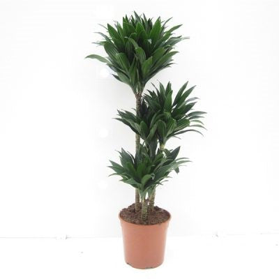 Dracaena fragrans -compacta (شجرة التنين المدمجة) 