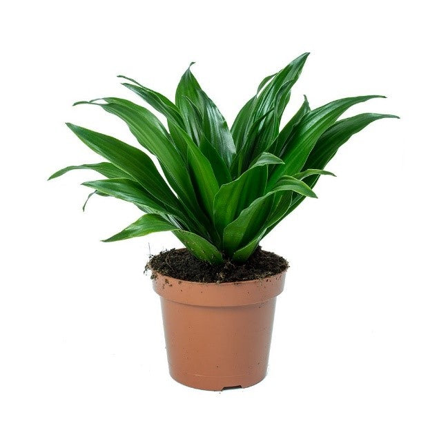 Dracaena fragrans -compacta (Compact Dragon Tree)