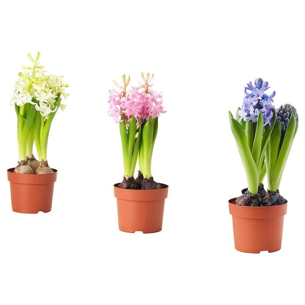 Hyacinthus Orientalis (Garden Hyacinth) Bulb