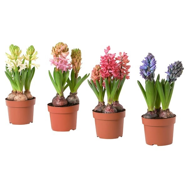 Hyacinthus Orientalis (Garden Hyacinth) Bulb