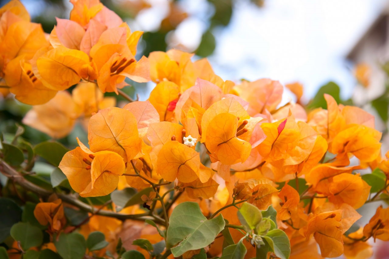 Bougainvillea glabra (paper flower)- climber