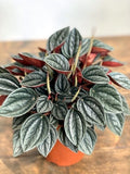 Peperomia Santorini (Baby rubber plant, radiator plant, shining bush plant)