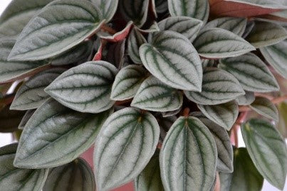 Peperomia Santorini (Baby rubber plant, radiator plant, shining bush plant)